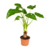 Olifantsoor - Alocasia 'Cucullata' Op Stam - Pot 12 Cm - ↕50 Cm -Goedkope Planten winkel 1761966854