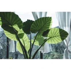 Olifantsoor - Alocasia 'Cucullata' Op Stam 2x - Pot 12 - ↕50 Cm -Goedkope Planten winkel 1767229323 0101