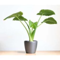 Olifantsoor - Alocasia 'Cucullata' Op Stam 2x - Pot 12 - ↕50 Cm -Goedkope Planten winkel 1767229323 0103