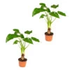 Olifantsoor - Alocasia 'Cucullata' Op Stam 2x - Pot 12 - ↕50 Cm -Goedkope Planten winkel 1767229323