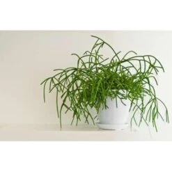 Rhipsalis Baccifera 'Oasis' - Koraalcactus - ⌀10,5 Cm - ↕10-15 Cm -Goedkope Planten winkel 1768855237 0103