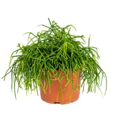 Rhipsalis Baccifera 'Oasis' - Koraalcactus - ⌀10,5 Cm - ↕10-15 Cm