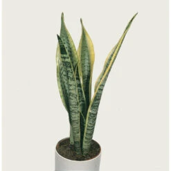 Sansevieria 'Zeylanica' 2x - Pot 9 Cm - ↕35 Cm -Goedkope Planten winkel 1789945222 0103