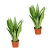 Sansevieria 'Zeylanica' 2x - Pot 9 Cm - ↕35 Cm -Goedkope Planten winkel 1789945222