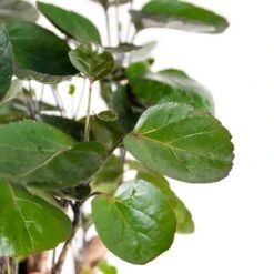 Polyscias 'Fabian' - Tropische Kamerplant Pot 17 Cm - ↕60 Cm -Goedkope Planten winkel 1815442268 0102