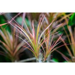 Drakenbloedboom - Dracaena 'Magenta' - Pot 17 Cm - ↕75 Cm -Goedkope Planten winkel 1843196057 0102