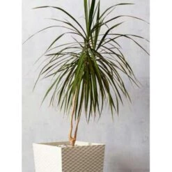 Drakenbloedboom - Dracaena 'Magenta' - Pot 17 Cm - ↕75 Cm -Goedkope Planten winkel 1843196057 0103