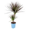 Drakenbloedboom - Dracaena 'Magenta' - Pot 17 Cm - ↕75 Cm -Goedkope Planten winkel 1843196057