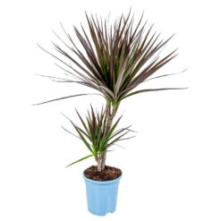 Drakenbloedboom - Dracaena 'Magenta' - Pot 17 Cm - ↕75 Cm
