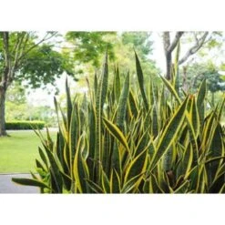 2x Sansevieria 'Laurentii' XL – Vrouwentong – ⌀17cm – ↕55-65 Cm -Goedkope Planten winkel 1844085456 0103