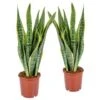 2x Sansevieria 'Laurentii' XL – Vrouwentong – ⌀17cm – ↕55-65 Cm 8 2x Sansevieria 'Laurentii' XL – Vrouwentong – ⌀17cm – ↕55-65 Cm -Goedkope Planten winkel 1844085456