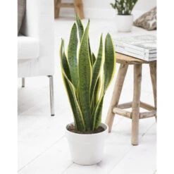 Sansevieria 'Zeylanica' 4x - Pot 9 Cm - ↕35 Cm -Goedkope Planten winkel 1911215939 0102