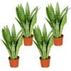Sansevieria 'Zeylanica' 4x - Pot 9 Cm - ↕35 Cm -Goedkope Planten winkel 1911215939