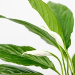 2x Spathiphyllum 'Torelli' - Lepelplant - ⌀12 Cm - ↕35-45 Cm 6 2x Spathiphyllum 'Torelli' - Lepelplant - ⌀12 Cm - ↕35-45 Cm -Goedkope Planten winkel 1915513475 0102