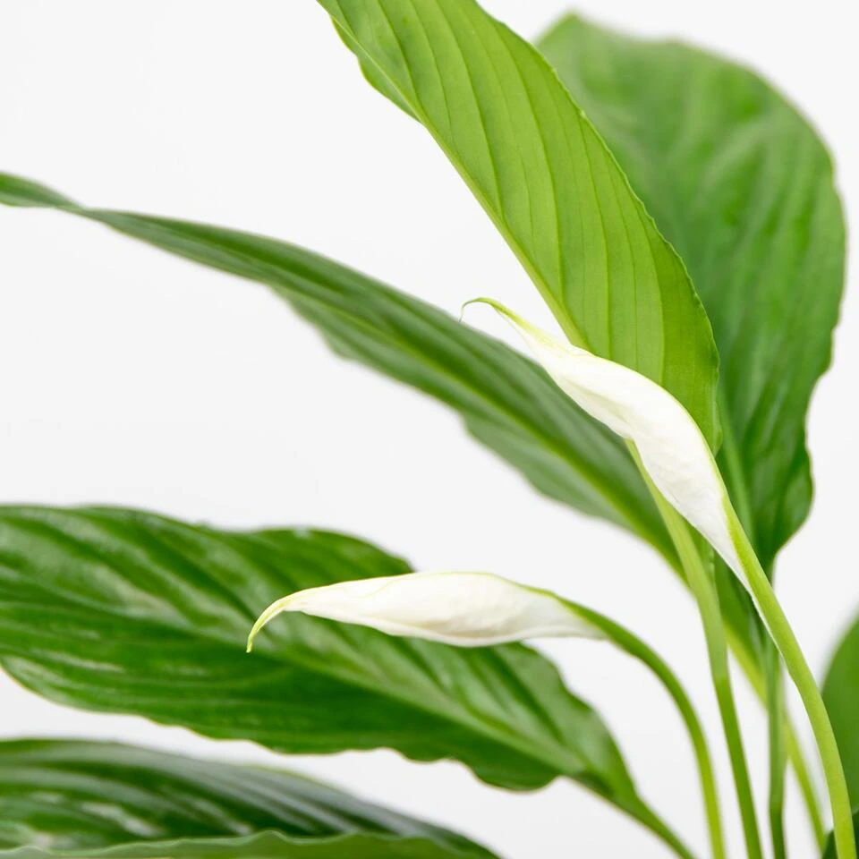 2x Spathiphyllum 'Torelli' - Lepelplant - ⌀12 Cm - ↕35-45 Cm 3 2x Spathiphyllum 'Torelli' - Lepelplant - ⌀12 Cm - ↕35-45 Cm - Afbeelding 3