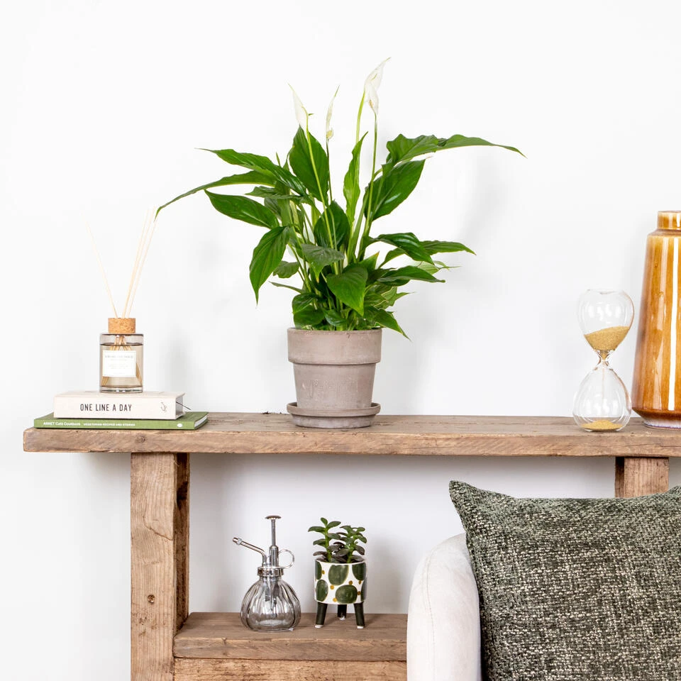 2x Spathiphyllum 'Torelli' - Lepelplant - ⌀12 Cm - ↕35-45 Cm 4 2x Spathiphyllum 'Torelli' - Lepelplant - ⌀12 Cm - ↕35-45 Cm - Afbeelding 4