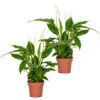 2x Spathiphyllum 'Torelli' - Lepelplant - ⌀12 Cm - ↕35-45 Cm -Goedkope Planten winkel 1915513475
