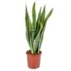 Sansevieria 'Laurentii' XL – Vrouwentong – ⌀17cm – ↕55-65 Cm -Goedkope Planten winkel 1919120879