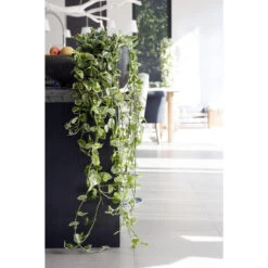 Scindapsus 'Marble Queen' In Hangpot 2x -Pot 17 Cm - ↕25 Cm -Goedkope Planten winkel 1926721739 0102