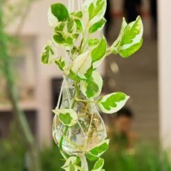 Scindapsus 'Marble Queen' In Hangpot 2x -Pot 17 Cm - ↕25 Cm -Goedkope Planten winkel 1926721739 0103