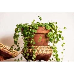 Schildpad Plant - Calissia Repens 6x - Pot 12 Cm - ↕20 Cm -Goedkope Planten winkel 1929467025 0102