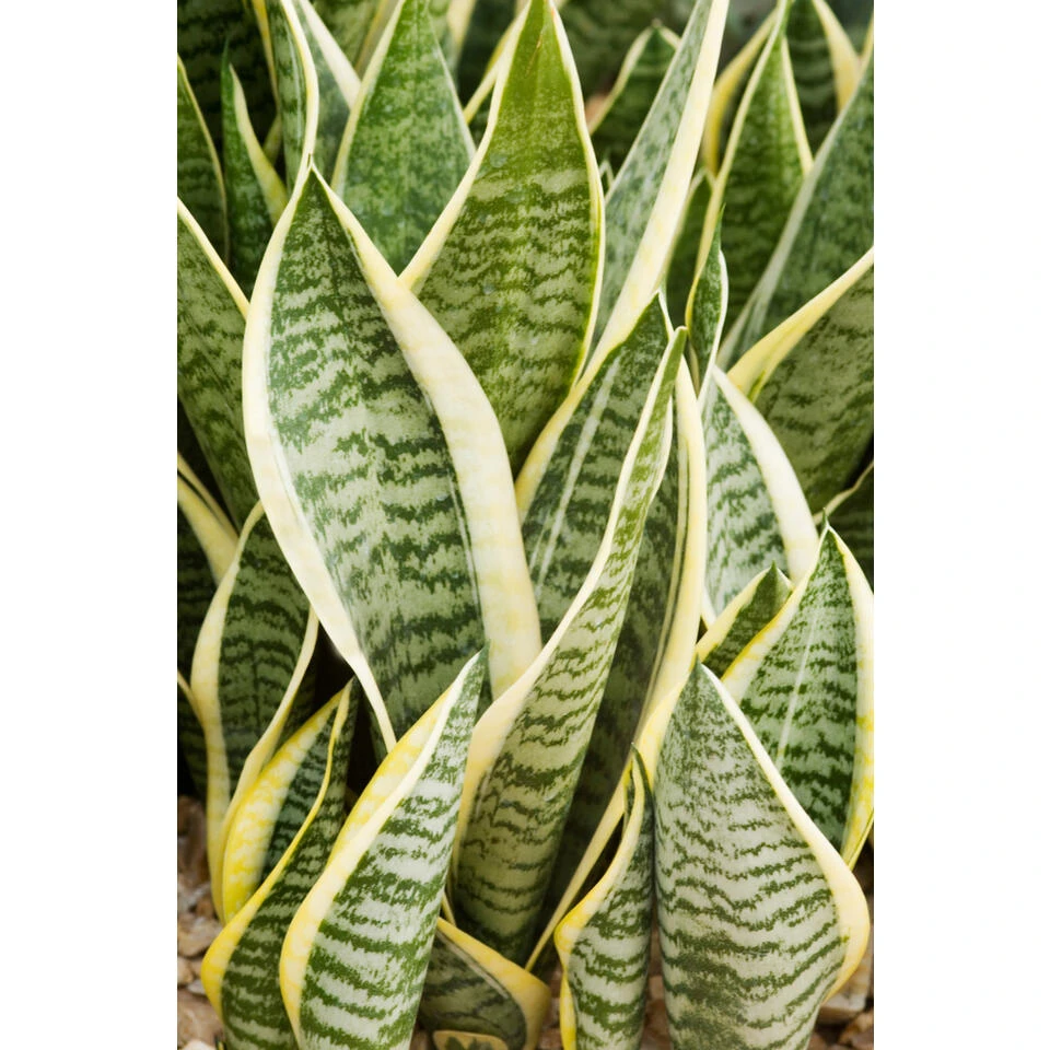 Sansevieria 'Suba' 4x - Pot 9 Cm - ↕35 Cm 2 Sansevieria 'Suba' 4x - Pot 9 Cm - ↕35 Cm - Afbeelding 2