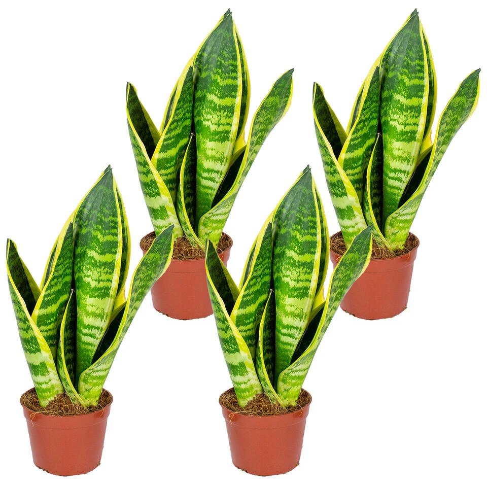 Sansevieria 'Suba' 4x - Pot 9 Cm - ↕35 Cm 1 Sansevieria 'Suba' 4x - Pot 9 Cm - ↕35 Cm
