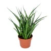 Sansevieria 'Fernwood Punk' - Pot 12 Cm - ↕35 Cm -Goedkope Planten winkel 1943668328