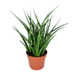 Sansevieria 'Fernwood Punk' - Pot 12 Cm - ↕35 Cm