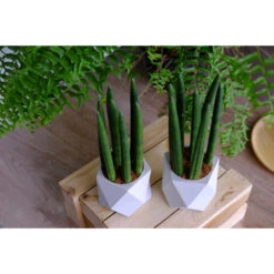 Sansevieria 'Straight' - Pot 12 Cm - ↕40 Cm -Goedkope Planten winkel 1944490800 0102