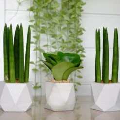 Sansevieria 'Straight' - Pot 12 Cm - ↕40 Cm -Goedkope Planten winkel 1944490800 0103