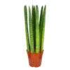 Sansevieria 'Straight' - Pot 12 Cm - ↕40 Cm -Goedkope Planten winkel 1944490800