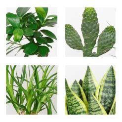 4x Tropische Kamerplanten Mix - ⌀12 Cm - ↕ 25-45 Cm -Goedkope Planten winkel 1977682885 0102