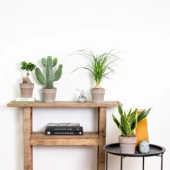 4x Tropische Kamerplanten Mix - ⌀12 Cm - ↕ 25-45 Cm -Goedkope Planten winkel 1977682885 0103