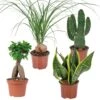 4x Tropische Kamerplanten Mix - ⌀12 Cm - ↕ 25-45 Cm -Goedkope Planten winkel 1977682885