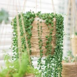 Senecio 'Rowleyanus' - Kruiskruid In Hangpot - Pot 17 - ↕20 Cm -Goedkope Planten winkel 1992848189 0102