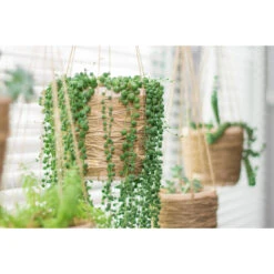 Senecio 'Rowleyanus' - Kruiskruid In Hangpot - Pot 17 - ↕20 Cm -Goedkope Planten winkel 1992848189 0103