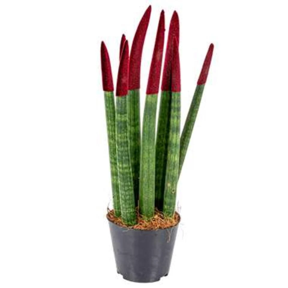 Sansevieria Velvet Touch P9H35 2 Sansevieria Velvet Touch P9H35 - Afbeelding 2