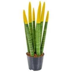 Sansevieria Velvet Touch P9H35 6 Sansevieria Velvet Touch P9H35 -Goedkope Planten winkel 1994644926 0102