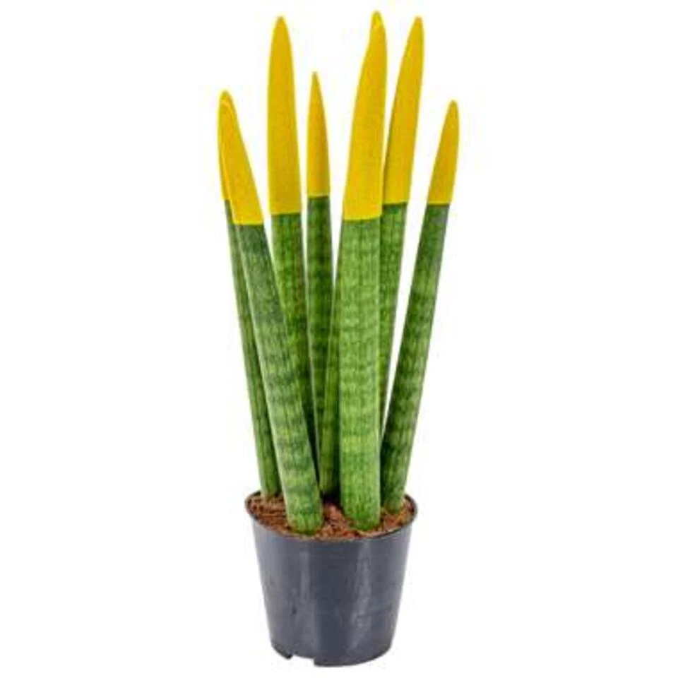 Sansevieria Velvet Touch P9H35 3 Sansevieria Velvet Touch P9H35 - Afbeelding 3