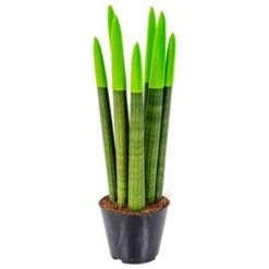 Sansevieria Velvet Touch P9H35 7 Sansevieria Velvet Touch P9H35 -Goedkope Planten winkel 1994644926 0103