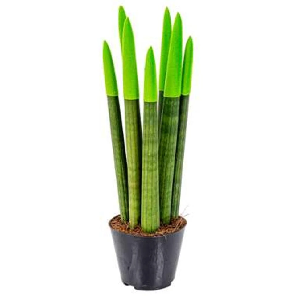 Sansevieria Velvet Touch P9H35 4 Sansevieria Velvet Touch P9H35 - Afbeelding 4