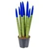 Sansevieria Velvet Touch P9H35 8 Sansevieria Velvet Touch P9H35 -Goedkope Planten winkel 1994644926