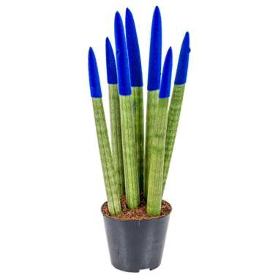 Sansevieria Velvet Touch P9H35 1 Sansevieria Velvet Touch P9H35
