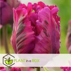 Tulipa Parrot Negrita - Bloembollen X20 - Tulp - Donkerpaars 7 Tulipa Parrot Negrita - Bloembollen X20 - Tulp - Donkerpaars -Goedkope Planten winkel 1d9b01ce31914bec80f0eaffcd0f60ee