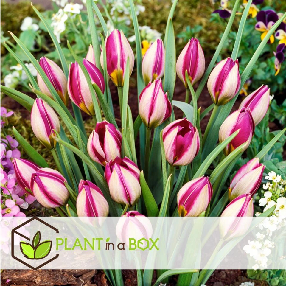 Tulipa Pulchella Persian Pearl - Bloembollen X20 - Tulp - Paars 2 Tulipa Pulchella Persian Pearl - Bloembollen X20 - Tulp - Paars - Afbeelding 2