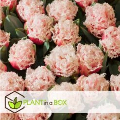 Tulipa Queensland - Bloem Bollen X15 - Tulp - Roze Wit 6 Tulipa Queensland - Bloem Bollen X15 - Tulp - Roze Wit -Goedkope Planten winkel 203145b1e540436685525eeab86b27b5