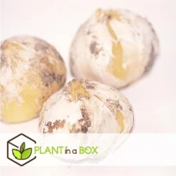 Goedkope Planten winkel -Goedkope Planten winkel 20937d41b3fd4e8889e05c38384f872a