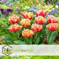 Tulipa Brisbane - Bloem Bollen X15 - Tulp - Roze 6 Tulipa Brisbane - Bloem Bollen X15 - Tulp - Roze -Goedkope Planten winkel 24a543446b354224977840e221f4ec6c 1