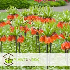 Plant In A Box - Fritillaria Rubra - Bloembollen X3 - Rode Kievietsbloem 7 Plant In A Box - Fritillaria Rubra - Bloembollen X3 - Rode Kievietsbloem -Goedkope Planten winkel 26c1fadb67b147fbb20456cf4c1dae6b